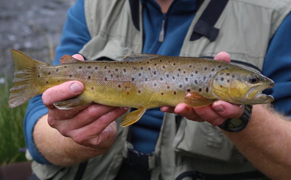 Wild Trout XII